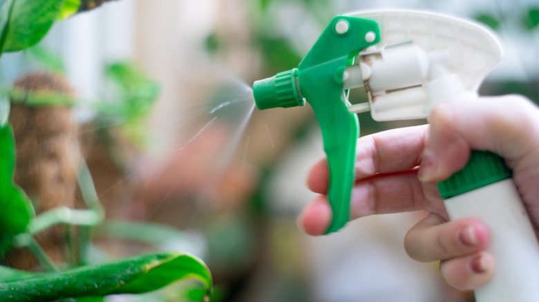 spray bottle of neem oil