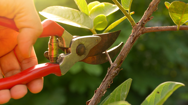 pruning a tree