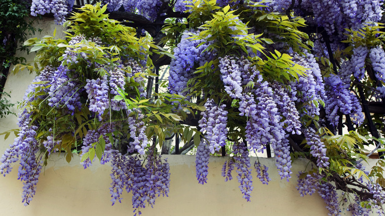 wisteria plant    