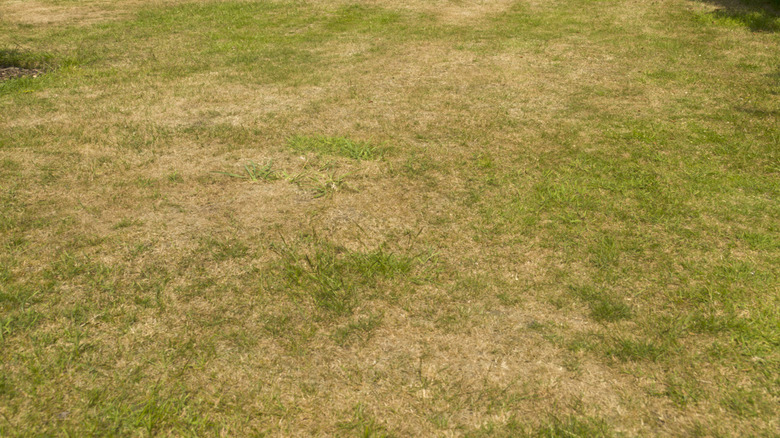 Old lawn with several brown patches