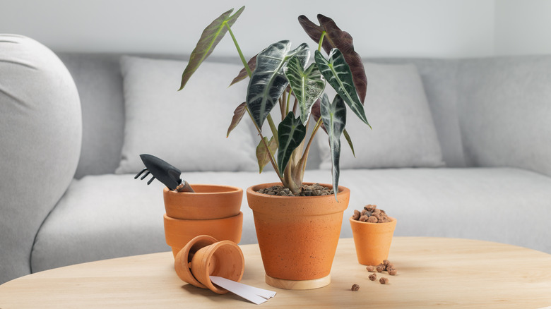 repotting in a clean clay planter