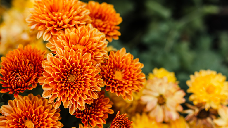 orange and yellow mums