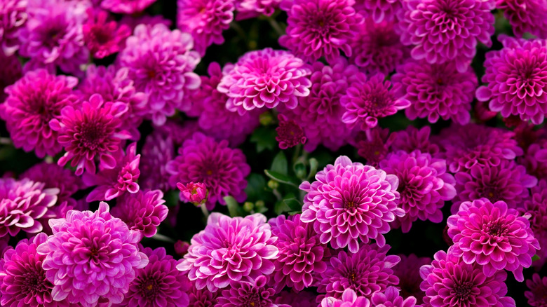 pink mums