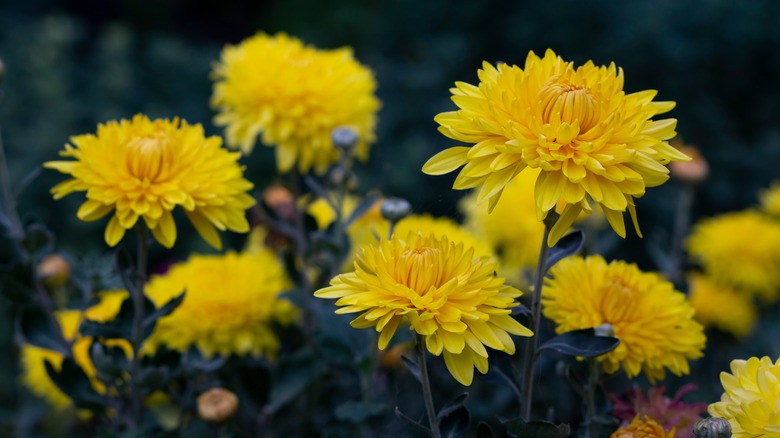 yellow mums