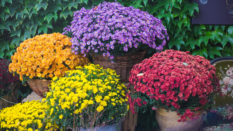potted mums