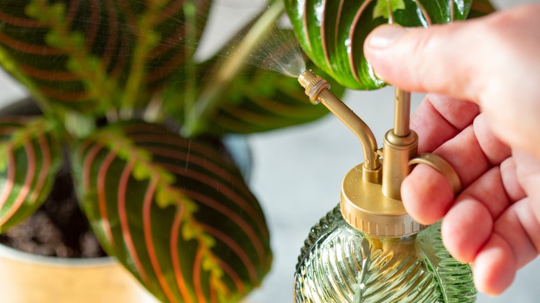 person misting a prayer plant