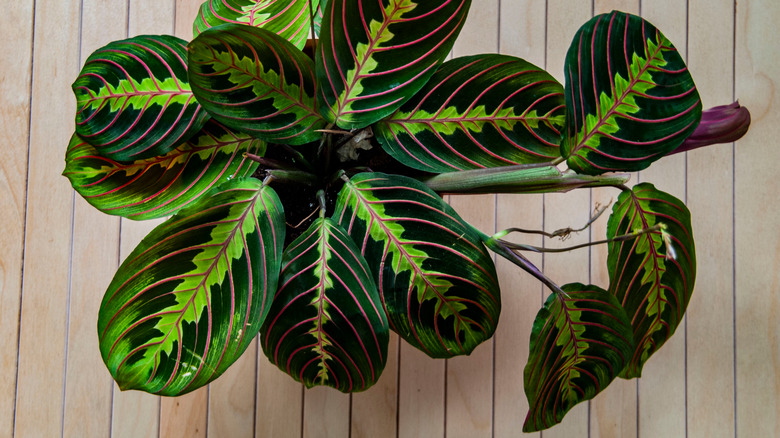 top view of a prayer plant