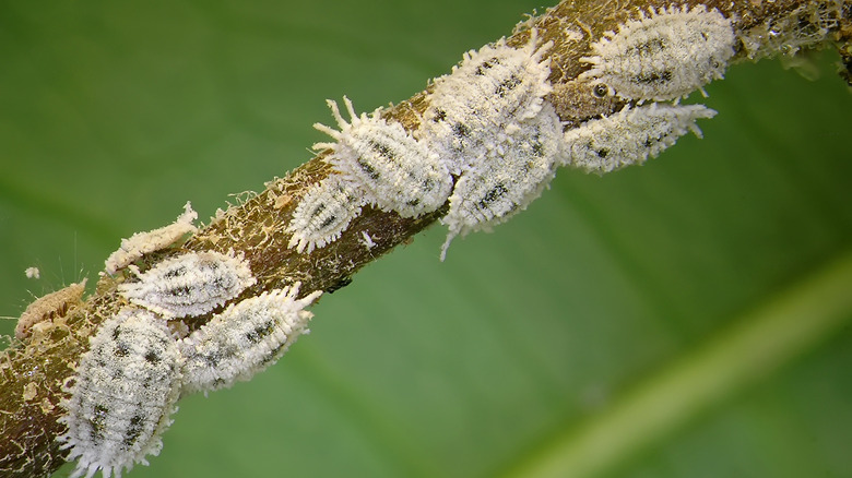 mealybugs on a stem