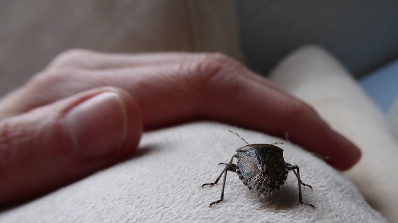 Stink bug next to hand