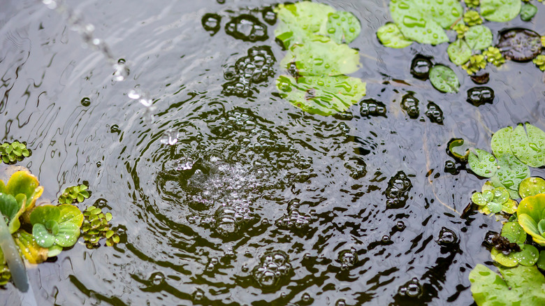 Filling pond with new water