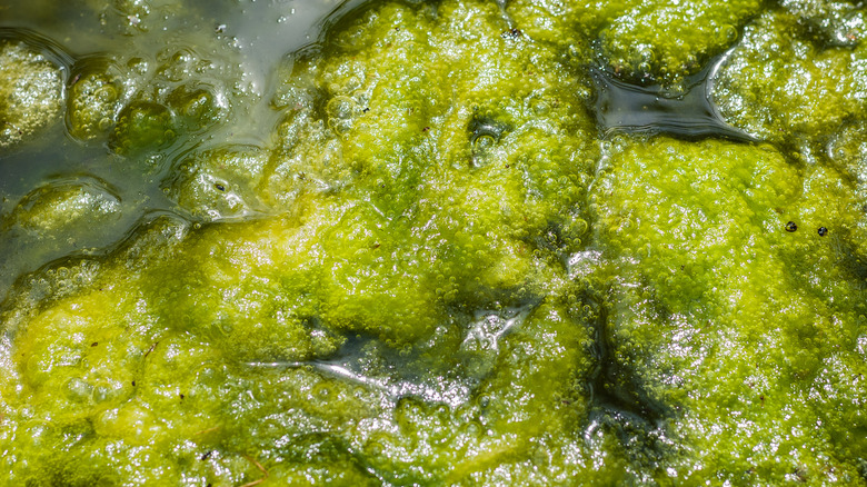 Algae on surface of pond