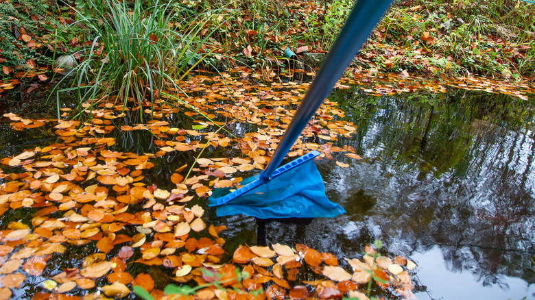 Cleaning fall leaves from pond