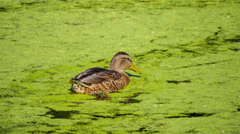 Duck swimming in algae-covered pond