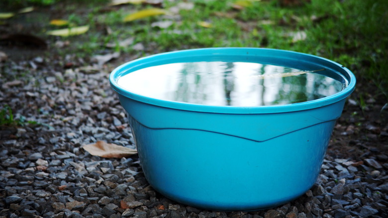 blue bucket with water outdoors