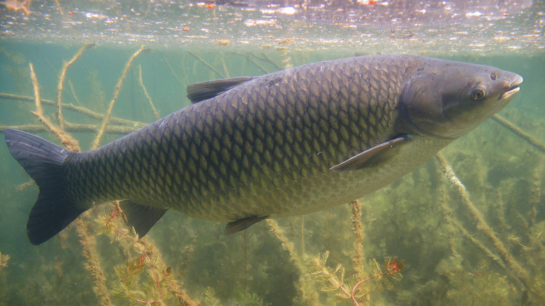 Underwater photo of grass carp