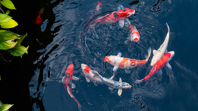 red Koi in garden pond