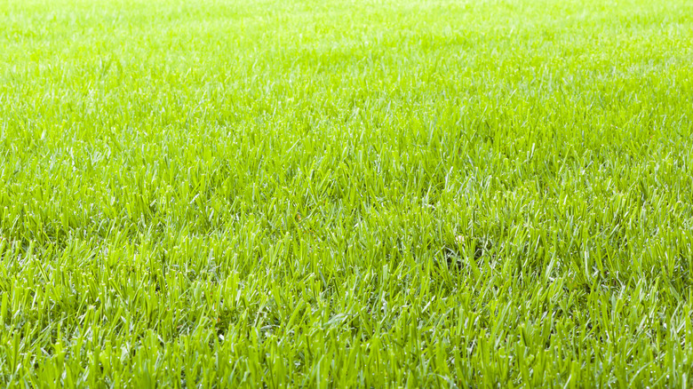 lush green grass