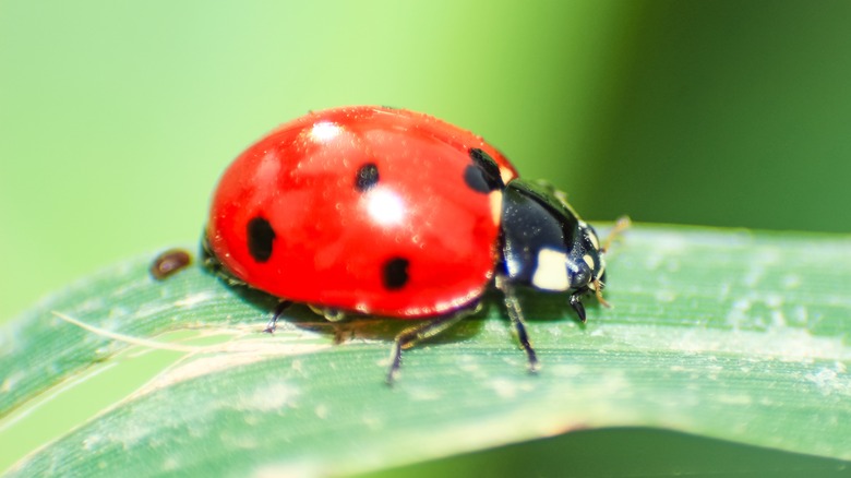 ladybug on leaf