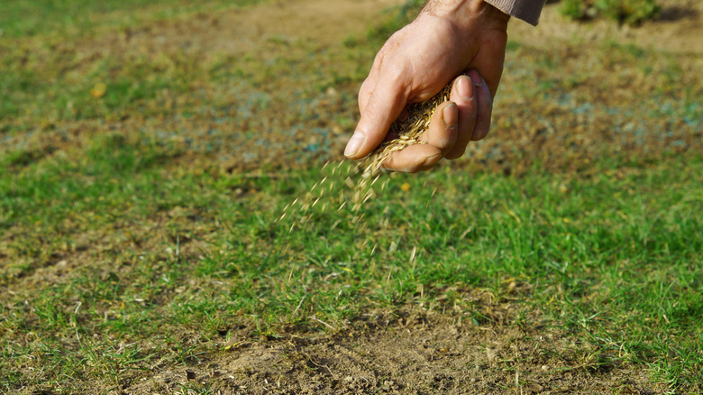 hand spreading grass seeds
