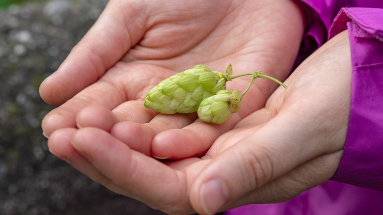 Harvested hops in hands