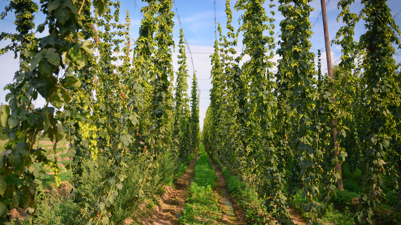 Hops growing on farm trellises