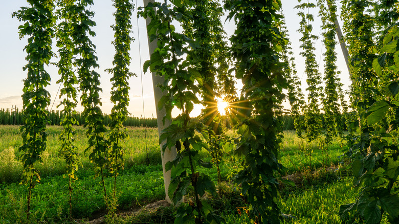 Vertically growing hops in sunshine