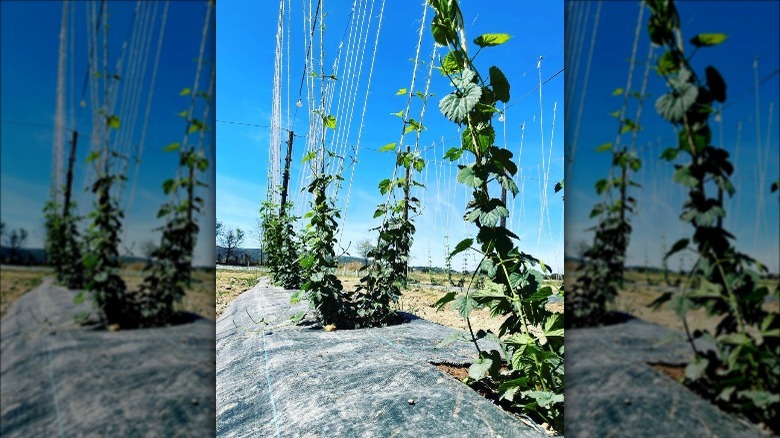 Training hops to grow upward