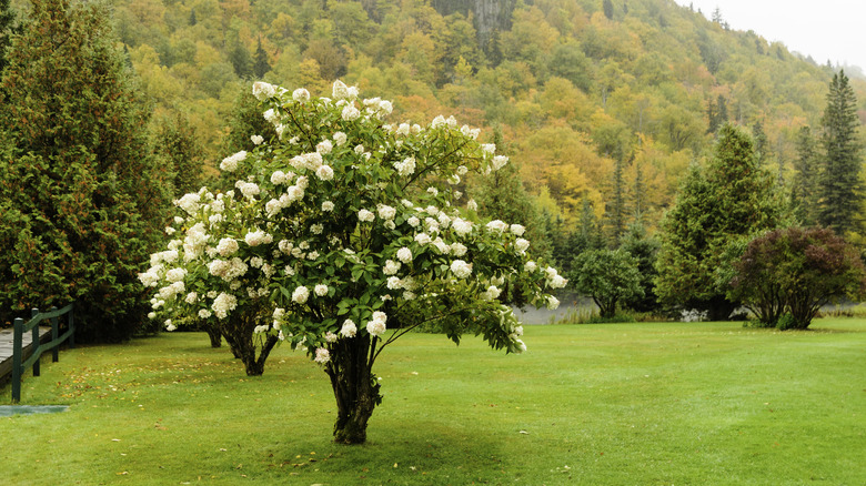 Hydrangea paniculata tree