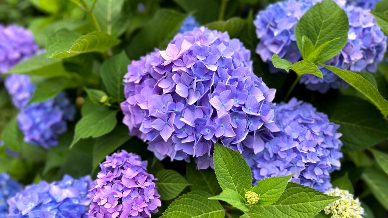 hydrangea plant