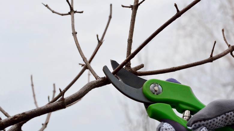 pruning Hydrangea Paniculata