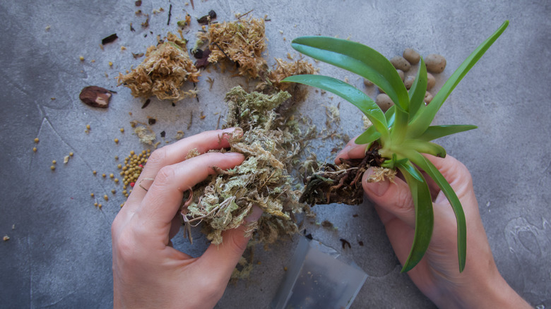 preparing an orchid to plant