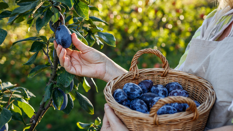 Woman gathering Italian plums in a basket