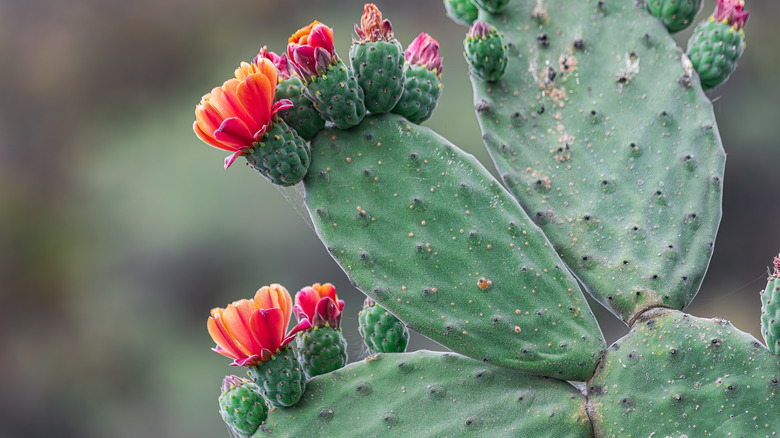 close-up of prickly pear cactus with flowers