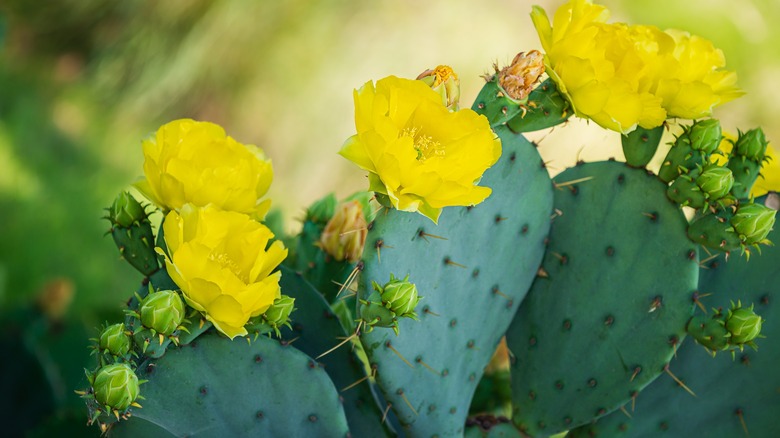 close-up of Eastern prickly pear cactus