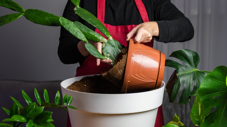 person repotting prickly pear cactus