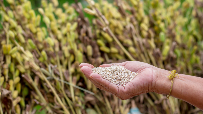 Person holding sesame seeds