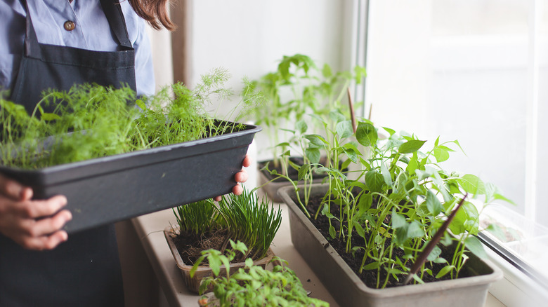 planters with herbs on windowsill 