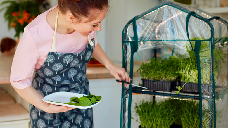 mini indoor greenhouse for herbs