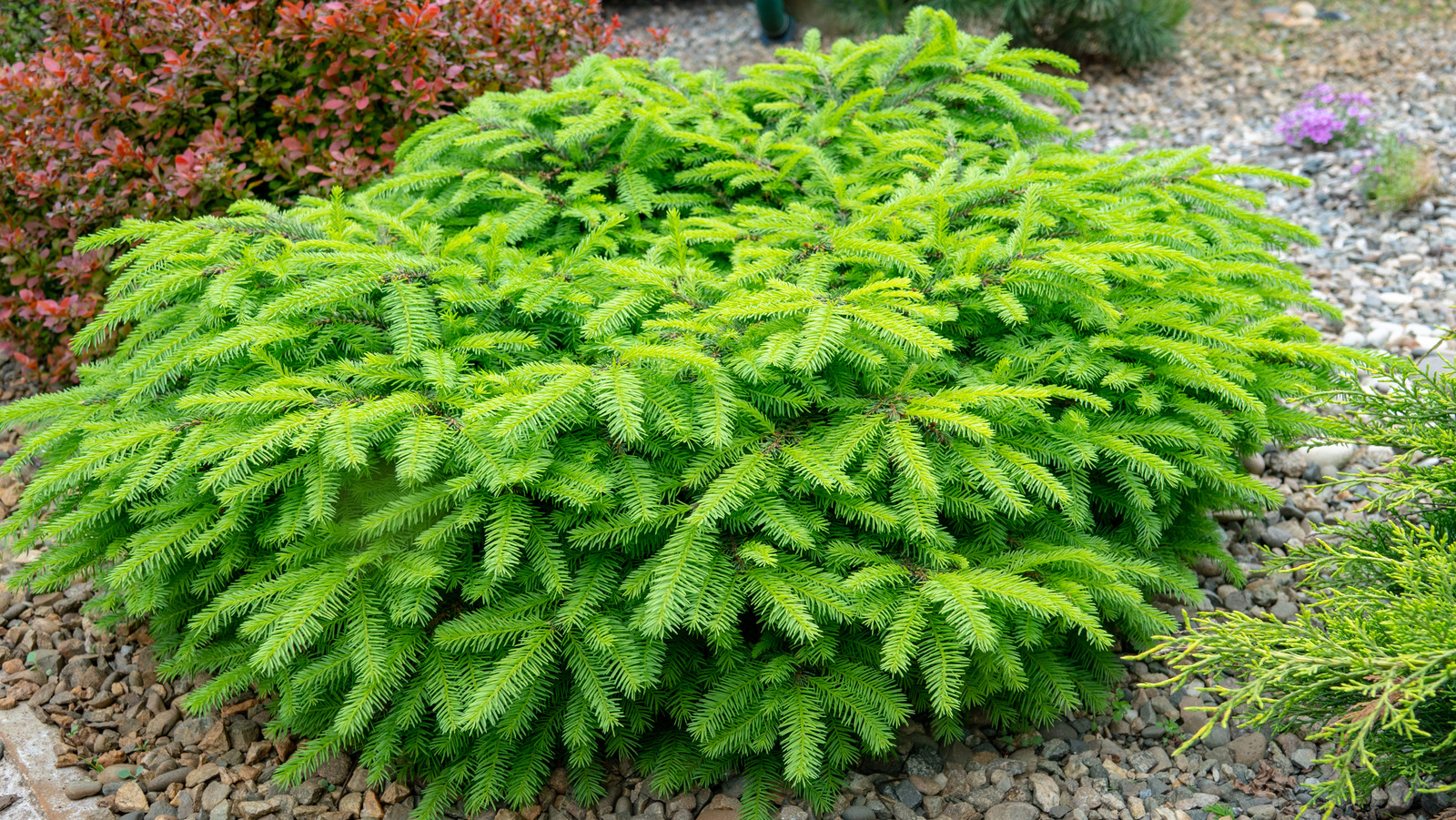 How To Grow A Spectacular Bird's Nest Spruce (& Essential Care Tips For ...