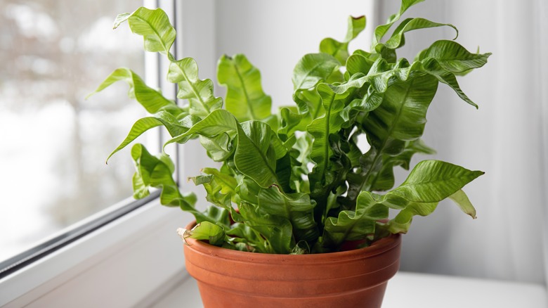 potted indoor bird's nest fern