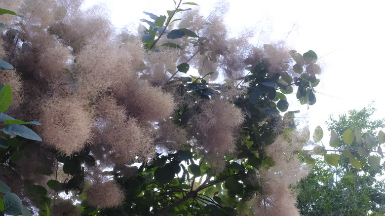 Cotinus obovatus 'Northstar' tree