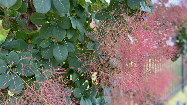 American smoke tree