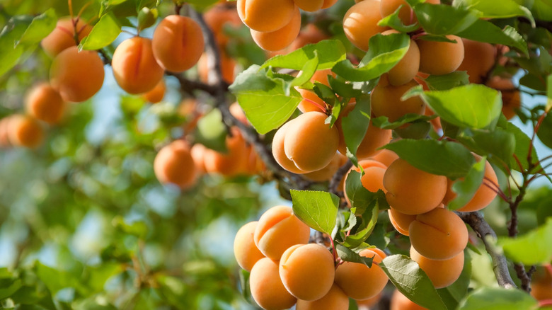 Ripe apricots hang on a tree