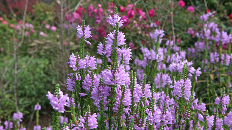 The obedient plant