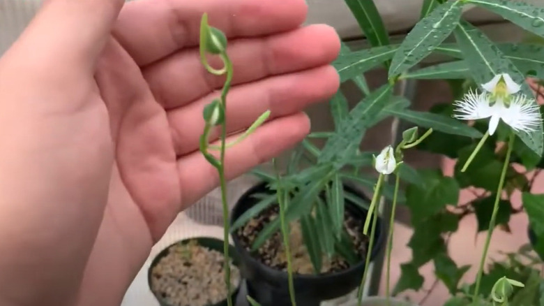 Person's hand shown caring for white egret orchids.