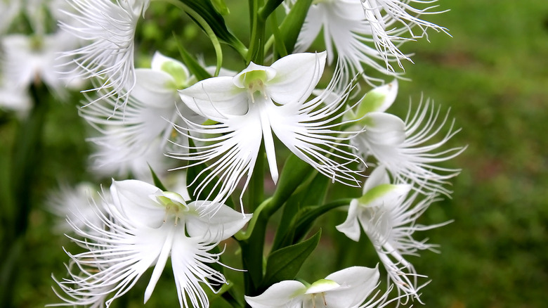 A closeup photo of white egret orchids in full bloom.