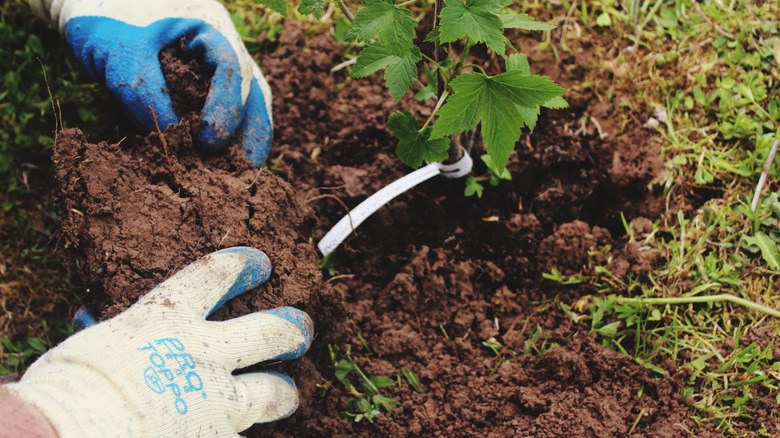 gardener tending to blackberry plant