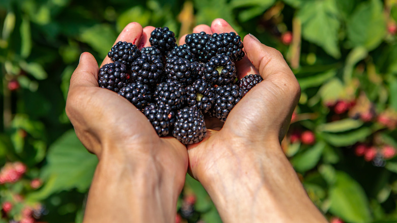 Two hands holding ripe blackberries