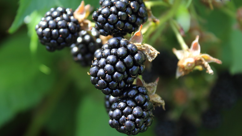 Blackberries up close