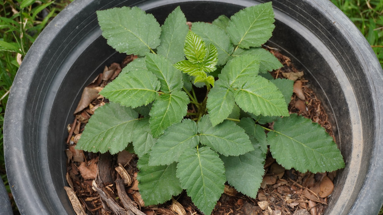 Green blackberry seedlings potted